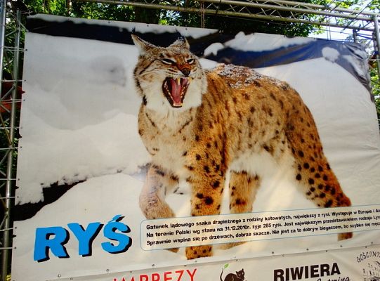 I miejsce dla LWÓW z ZPIT Ziemia Lęborska na Kaziukach (gigantyczna galeria)
