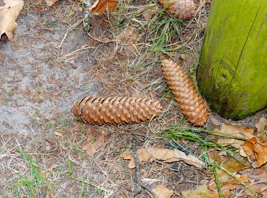 Poznaj jesień w swojskich Klukach! Zobacz zdjęcia!