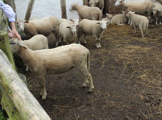 Zdrowy styl życia. Ukochanie swojskości. Rola ZPiT ZL na ziemi lęborskiej.